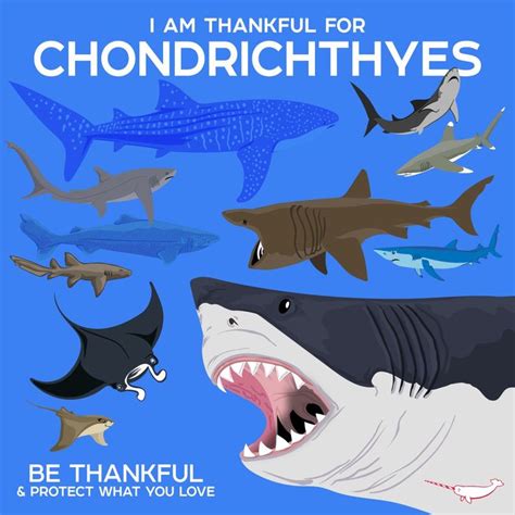 chondrichthyes fun facts